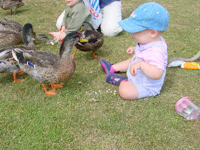 Misha enters a stare-down with a duck at Audley End