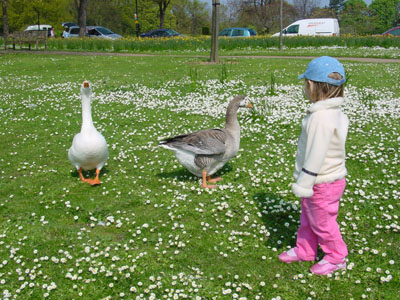 Misha watching the geese among the daisies
