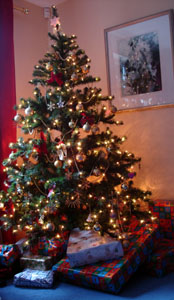 Oh christmas tree, oh christmas tree...