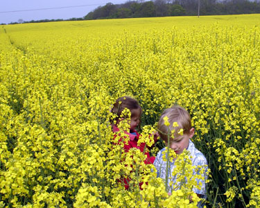 Josh & Misha hiding in the Canola (Rape) blossoms
