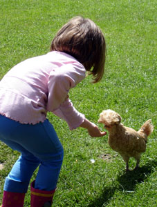 Misha feeding the chickens in the yard at Mt Fitchet castle