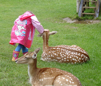 Misha took a shine to the deer roming about in the castle courtyard
