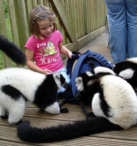 The lemurs at Woburn park were obsessed with my backpack