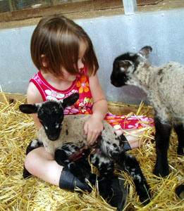 Misha tending to the lambs at a farm near Bedford