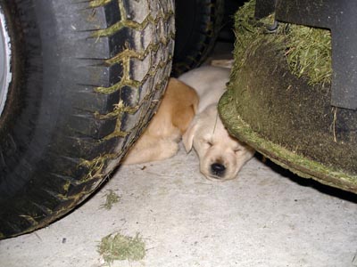 Fast asleep under the tractor mower