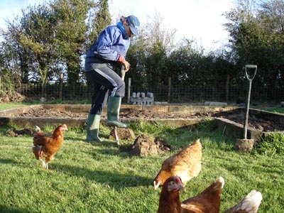 Our opportunistic chickens hover around Mandy in the hope of catching some worms as they get unearthed