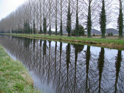 Trees lining the Grand Canal on a crisp winter's day