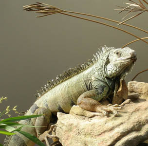 An iguana - another creature we spotted at Butterfly world