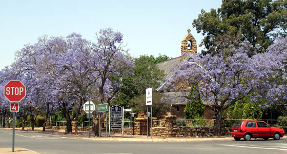 Jacarandas in full blook along a road in Cullinan