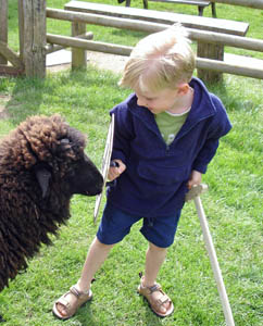 The sheep takes a liking to Joshua's shield