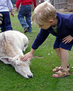 Joshua strokes a sleepy deer