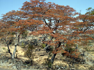 Some of the splendorous Msasa trees found all over Zimbabwe