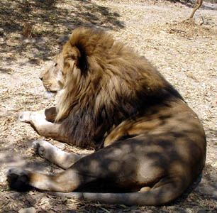 One of the lions at the animal orphanage