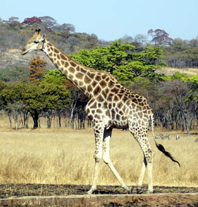 A giraffe strolling by at Ballyvaughan