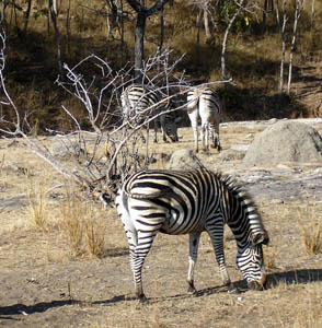 Some zebra at Ballyvaughan game park