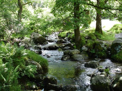 A mountain stream at Glendalough