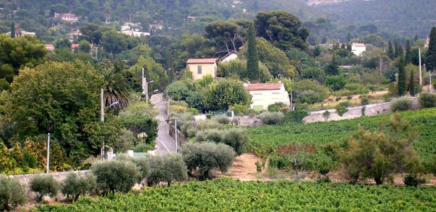 Beautiful wine country