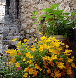 Some of the flowers the villagers in Peillon had outside their doors