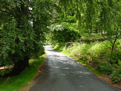 Roads just covered in foliage