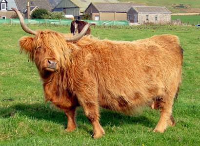 Matt on a bad hair day - or is that a highland cow?