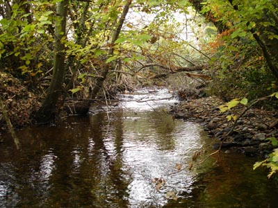 The Silver River at Brittas Wood, Clonaslee - another nearby town