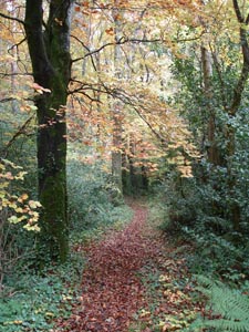 Brittas Wood, Clonaslee