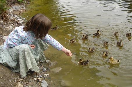 Ducklings eager to get some of Misha's bread