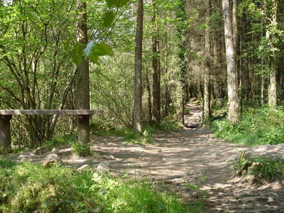 The forest at Glenbarrow