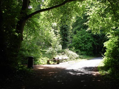 Bright sunlight breaks through the forest canopy at Lough Ennel