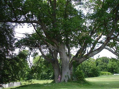 A massive oak tree at Belvedere House, Mullingar