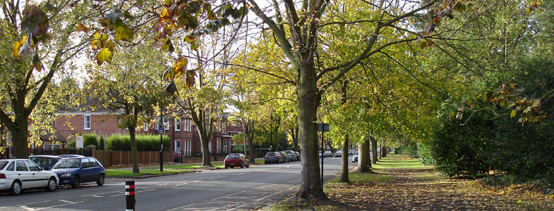 More Autumn colours along Park Lane